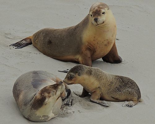 Australian sea lion